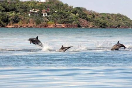 Dolphin Viewing Boat Trip